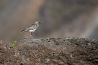 Whimbrel, Helenar, Iceland, June 2019