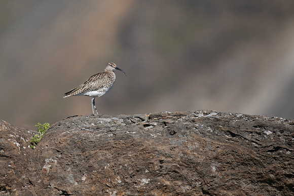 Whimbrel, Helenar, Iceland, June 2019
