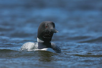 Great Northern Diver, Iceland, June 2019