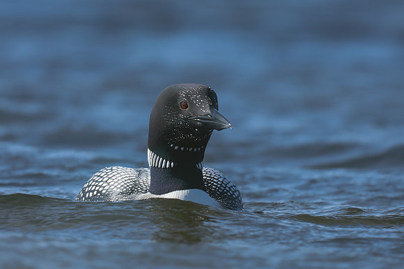 Great Northern Diver, Iceland, June 2019