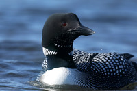 Great Northern Diver, Iceland, June 2019.