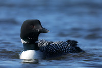 Great Northern Diver, Iceland, June 2019