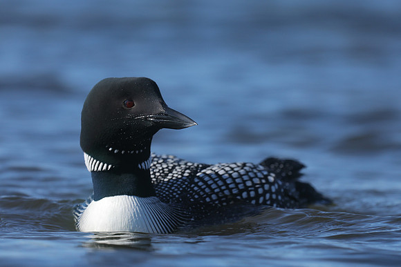 Great Northern Diver, Iceland, June 2019