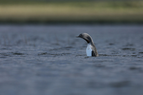 Red-Throated Diver, Snaefellsnes Iceland, June 2019