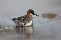 Red-necked Phalarope, Olafsvik, Iceland, June 2019