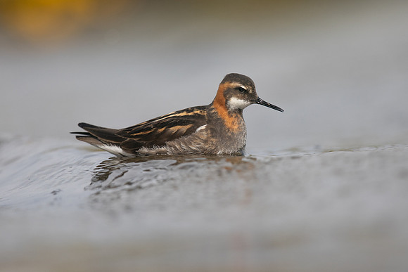 Red-necked Phalarope, Olafsvik, Iceland, June 2019