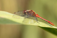 Ruddy Darter, Oldbury Power Station, August 2024