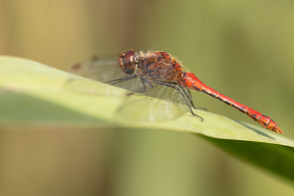 Ruddy Darter, Oldbury Power Station, August 2024
