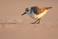 Sanderling, Fort Lauderdale, February 2020