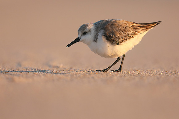 Sanderling, Fort Lauderdale, February 2020