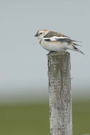Snow Bunting, Flatey Island, June 2019