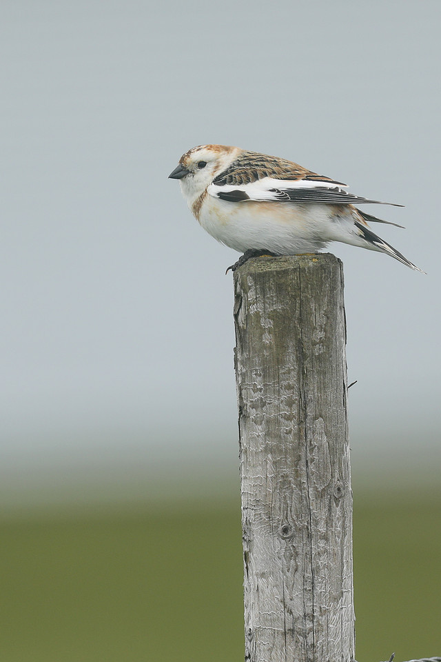 Snow Bunting, Flatey Island, June 2019