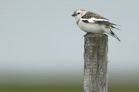 Snow Bunting