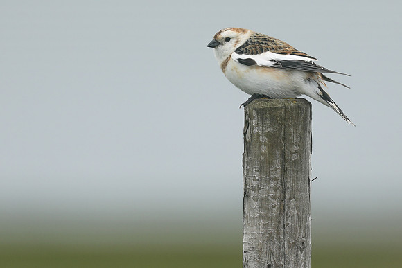 Snow Bunting, Flatey Island, June 2019.