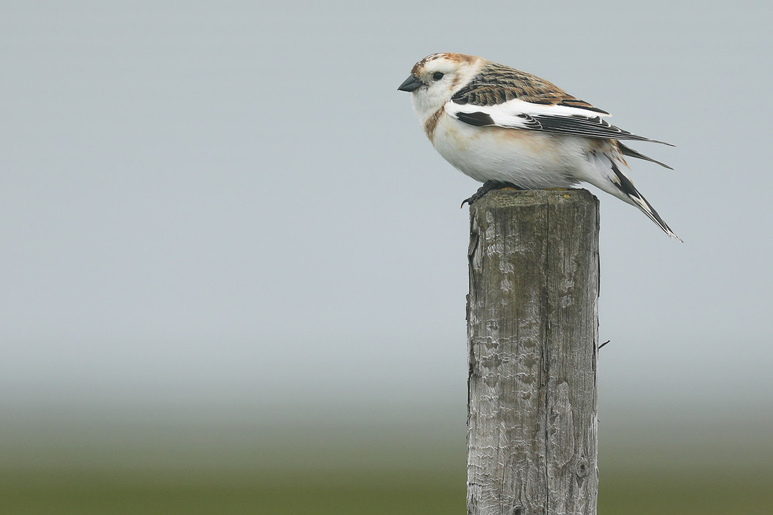 Snow Bunting, Flatey Island, June 2019.