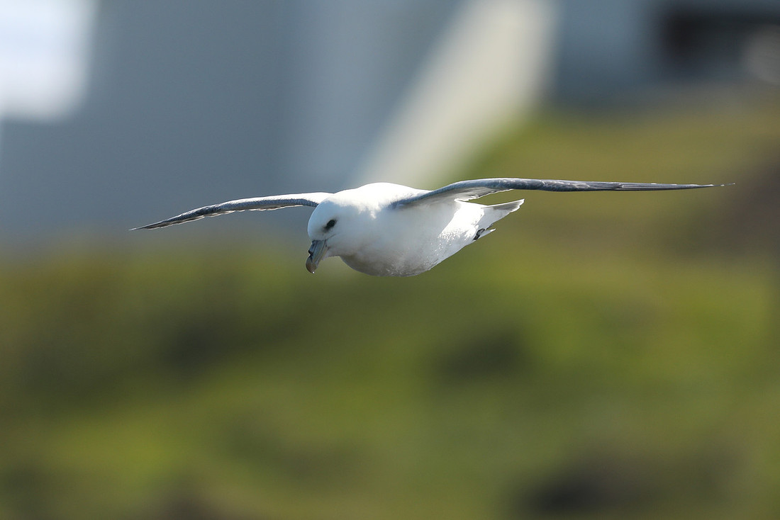 Fulmar, Stykkishólmur, Iceland, June 2019.