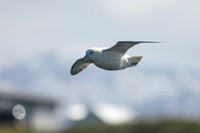 Fulmar, Stykkishólmur, Iceland, June 2019