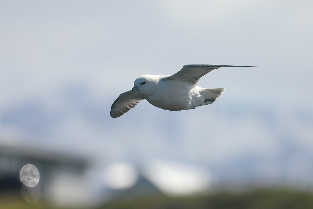 Fulmar, Stykkishólmur, Iceland, June 2019