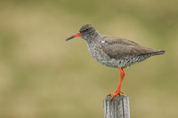Redshank, Flatey Island, June 2019.