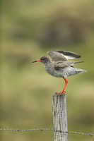 Redshank, Flatey Island, June 2019