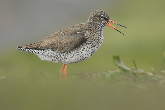 Redshank, Flatey Island, June 2019