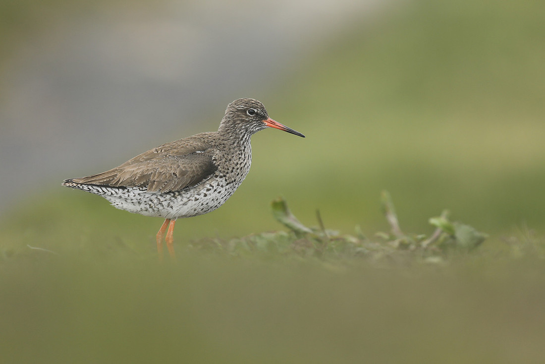Redshank, Flatey Island, June 2019