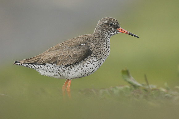 Redshank, Flatey Island, June 2019
