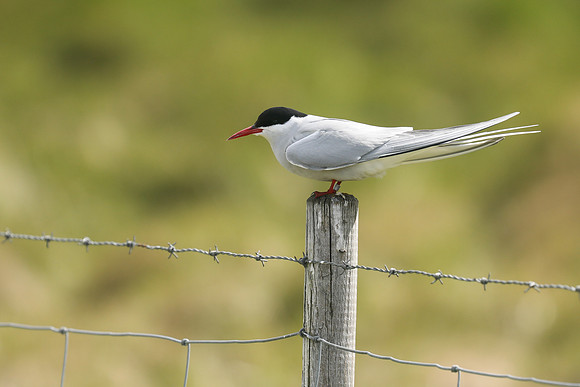Arctic Tern, Flatey Island, June 2019
