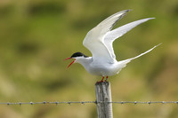 Arctic Tern