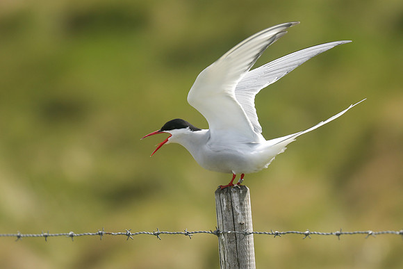 Arctic Tern, Flatey Island, June 2019.