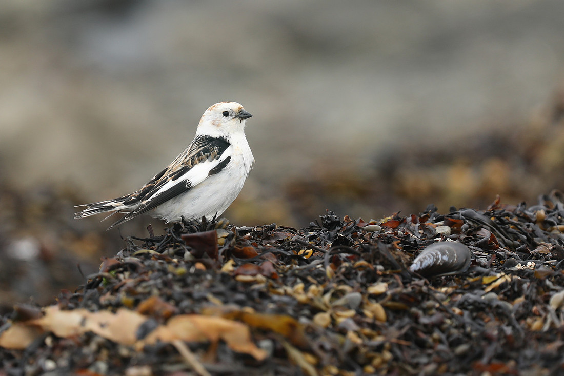 Snow Bunting, Flatey Island, June 2019