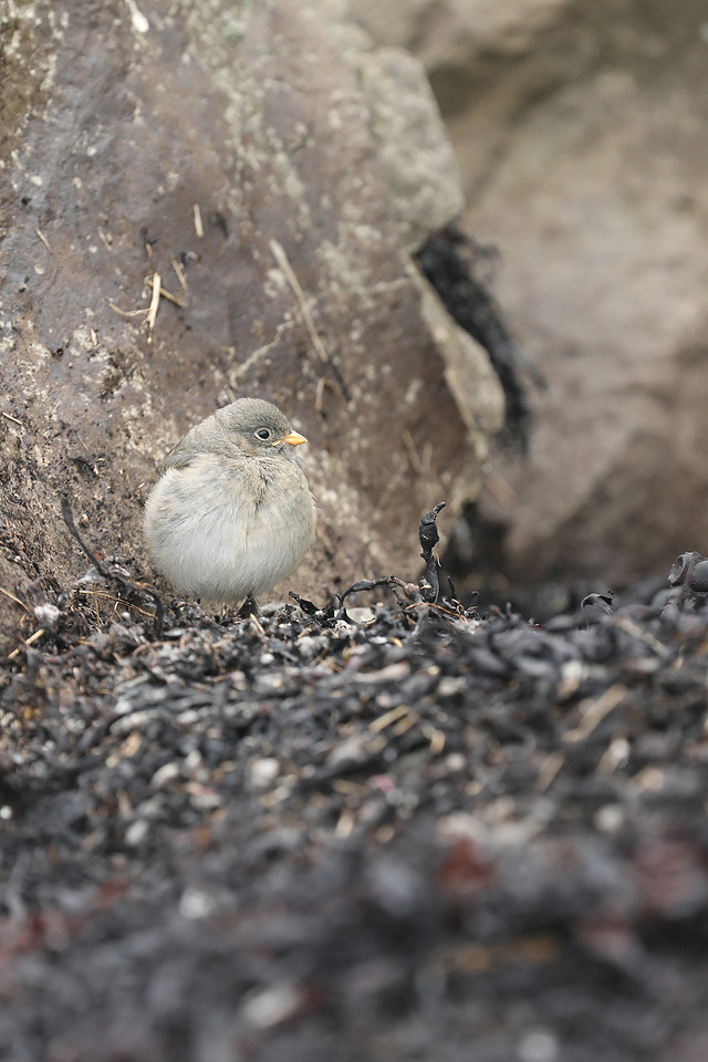 Snow Bunting Juvenile, Flatey Island, June 2019