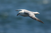 Fulmar, Stykkishólmur, Iceland, June 2019