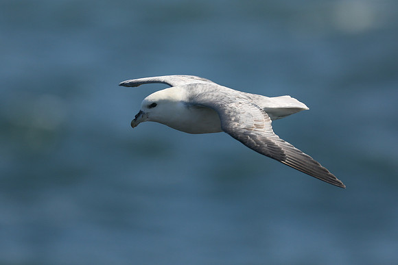 Fulmar, Stykkishólmur, Iceland, June 2019