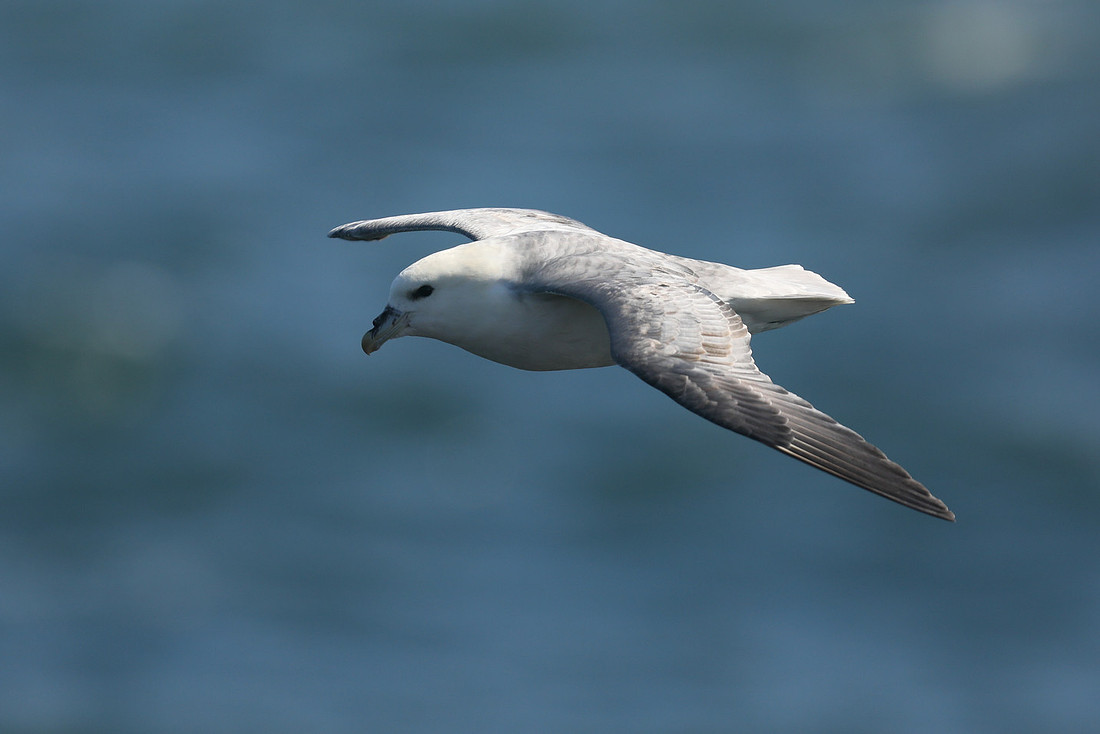 Fulmar, Stykkishólmur, Iceland, June 2019