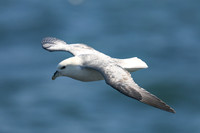 Fulmar, Stykkishólmur, Iceland, June 2019