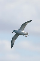 Fulmar, Stykkishólmur, Iceland, June 2019