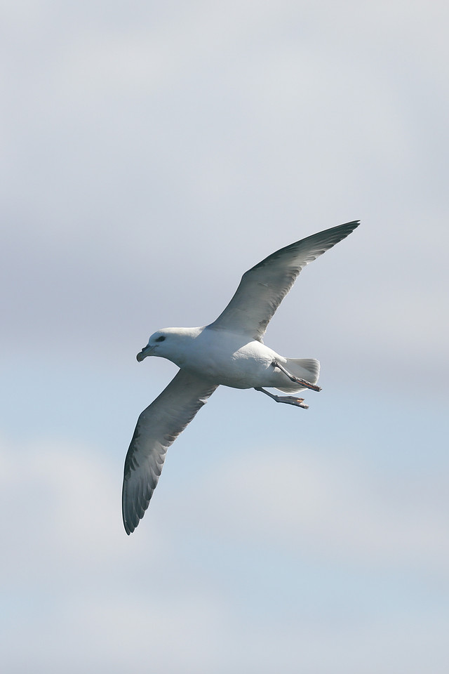 Fulmar, Stykkishólmur, Iceland, June 2019