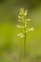 Greater Butterfly-orchid, Yockletts Bank, May 2024