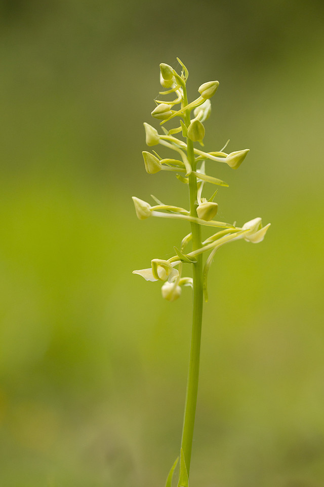Greater Butterfly-orchid, Yockletts Bank, May 2024