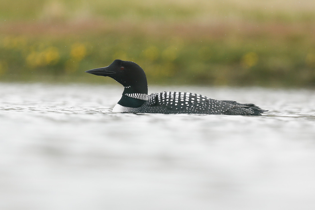 Great Northern Diver, Iceland, June 2019