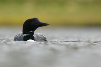 Great Northern Diver, Iceland, June 2019