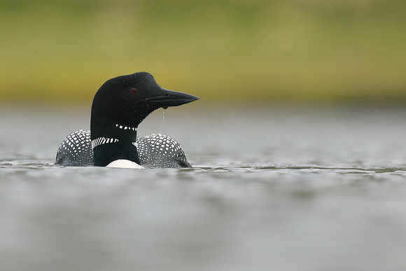Great Northern Diver, Iceland, June 2019