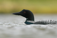 Great Northern Diver, Iceland, June 2019