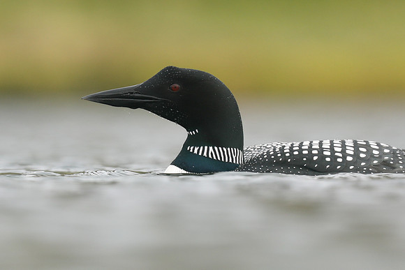 Great Northern Diver, Iceland, June 2019