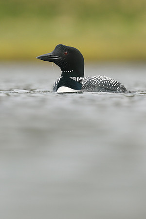 Great Northern Diver, Iceland, June 2019