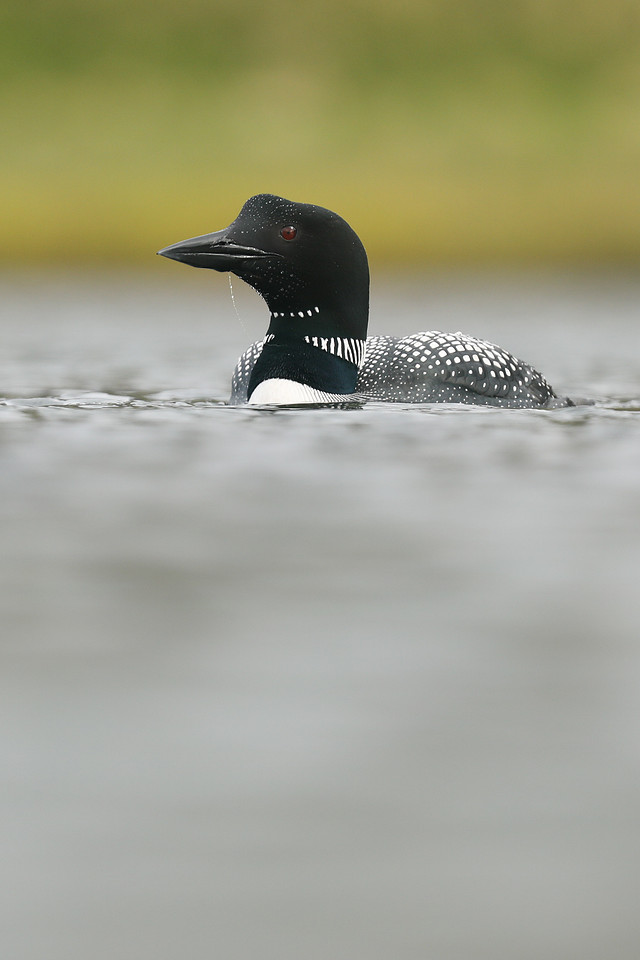 Great Northern Diver, Iceland, June 2019
