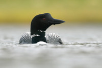 Great Northern Diver, Iceland, June 2019