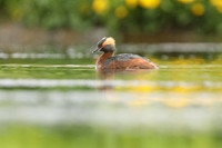Slavonian Grebe