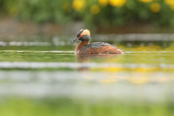 Slavonian Grebe, Iceland, June 2019.